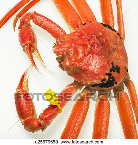 Snow crab View Large Photo Image Stock Photo - Snow crab. Fotosearch