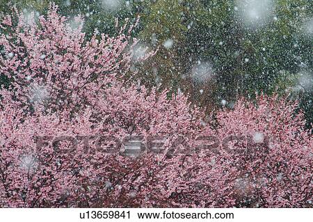 Stock Image - Snow falling on an early-flowering cherry tree. Otsu, Shiga Prefecture, Japan. Fotosearch