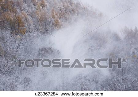 Snow Falling Over a Forest. Matsumoto, Nagano Prefecture, Japan View Large Photo Image Picture - Snow Falling Over a Forest. Matsumoto, Nagano Prefecture, Japan. Fotosearch