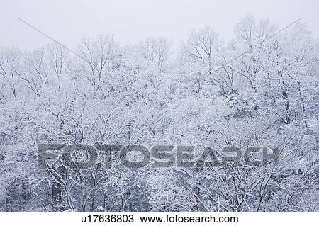Stock Image - Snow on trees, Takashima, Shiga Prefecture, Japan. Fotosearch