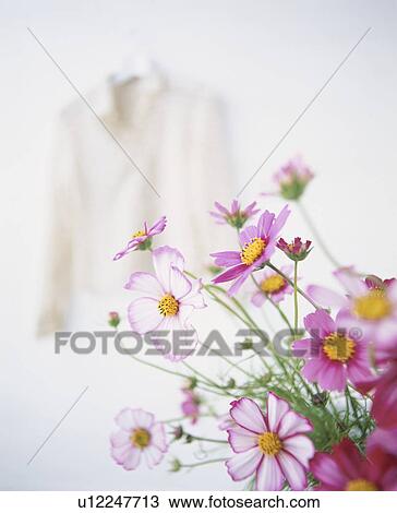 Some wildflowers in front of a woman's blouse hanging on a wall View Large Photo Image Stock Image - Some wildflowers in front of a woman's blouse hanging on a wall. Fotosearch