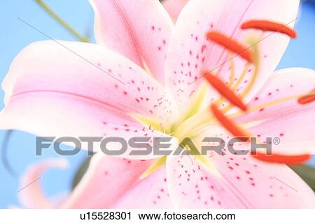 Sorbonne (Oriental lily) View Large Photo Image Stock Image - Sorbonne (Oriental lily). Fotosearch