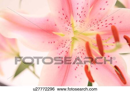 Stock Photograph - Sorbonne (Oriental lily). Fotosearch