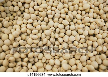 Soya Beans View Large Photo Image Picture - Soya Beans. Fotosearch