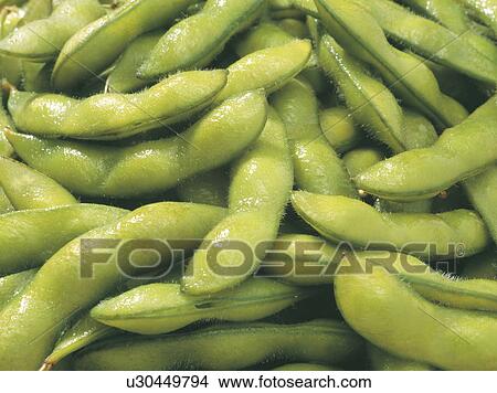Soybeans in pods, close up, full frame View Large Photo Image Picture - Soybeans in pods, close up, full frame. Fotosearch