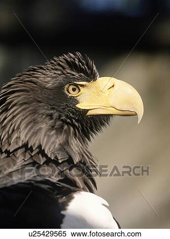 Stock Photography - Steller's Sea Eagle. Fotosearch