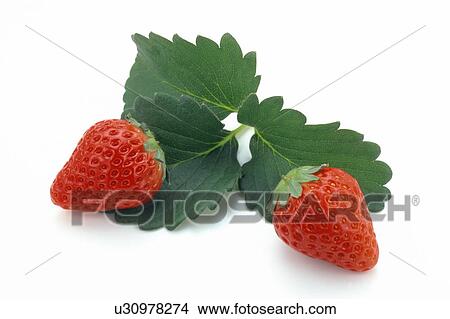 Picture - Strawberry. Fotosearch