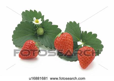 Stock Image - Strawberry. Fotosearch