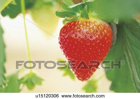 Strawberry View Large Photo Image Stock Photograph - Strawberry. Fotosearch