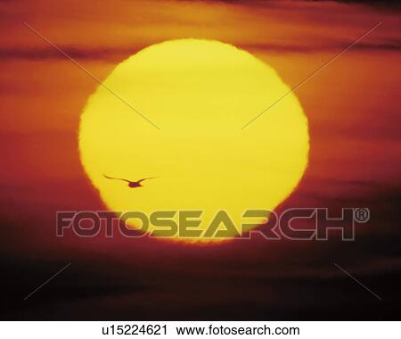 Sun and silhouette of bird flying View Large Photo Image Stock Image - Sun and silhouette of bird flying. Fotosearch