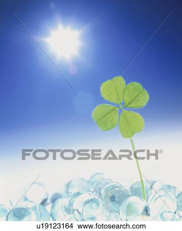 Picture - Sun shining on four leaf clover. Fotosearch
