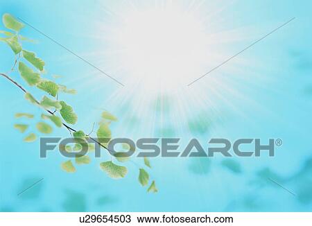Stock Image - Sun shining on leafy branch. Fotosearch