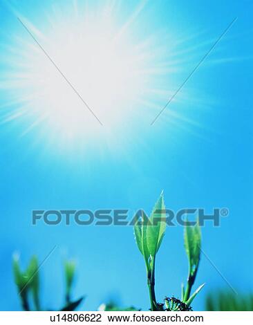 Stock Image - Sun shining on seedlings. Fotosearch