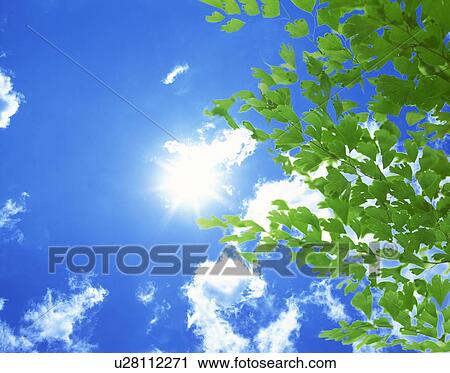 Stock Image - Sun shining on trees. Fotosearch
