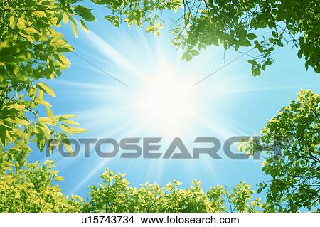 Sun shining over trees View Large Photo Image Picture - Sun shining over trees. Fotosearch