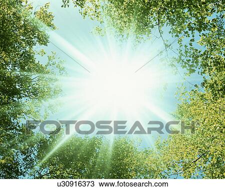 Stock Image - Sun shining over trees. Fotosearch