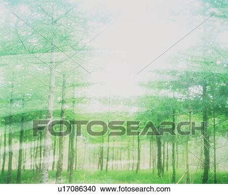 Sun shining through a forest View Large Photo Image Stock Image - Sun shining through a forest. Fotosearch
