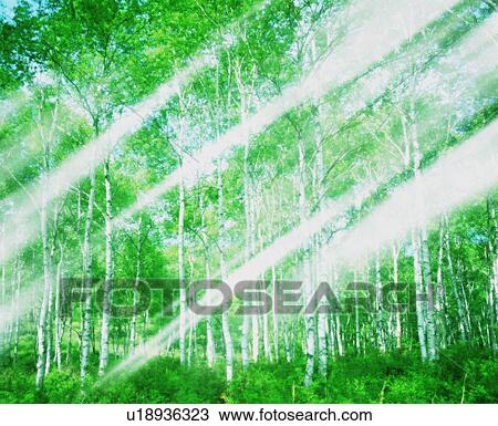 Stock Image - Sun shining through a forest. Fotosearch