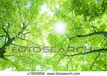 Stock Image - Sun shining through Formosa Sweet Gum trees. Fotosearch
