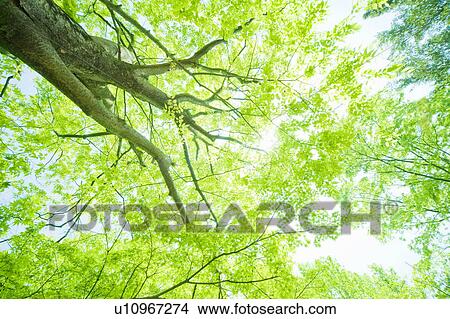 Sun shining through tree canopy, Otsu, Shiga Prefecture, Japan View Large Photo Image Picture - Sun shining through tree canopy, Otsu, Shiga Prefecture, Japan. Fotosearch