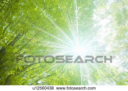 Stock Photo - Sun shining through tree canopy, Otsu, Shiga Prefecture, Japan. Fotosearch
