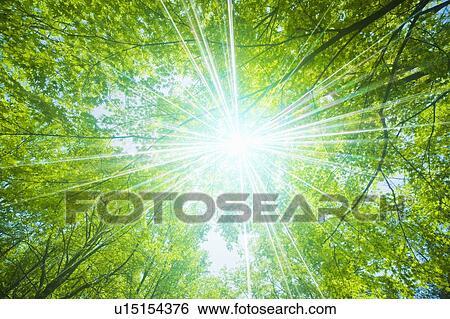 Stock Photograph - Sun shining through tree canopy, Otsu, Shiga Prefecture, Japan. Fotosearch
