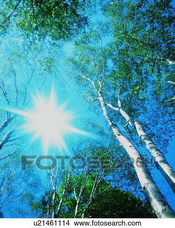 Picture - Sun shining through trees. Fotosearch