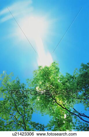 Stock Photograph - Sun shining through trees. Fotosearch