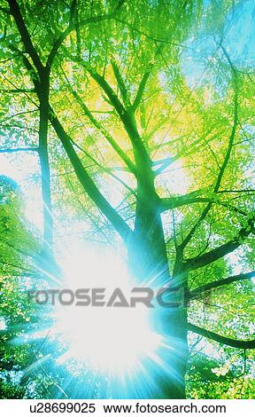 Stock Photography - Sun shining through trees. Fotosearch