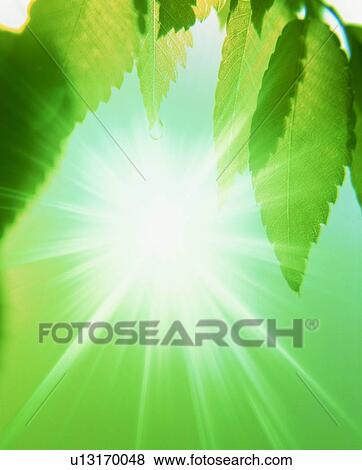 Sun shining under green leaves View Large Photo Image Stock Photo - Sun shining under green leaves. Fotosearch