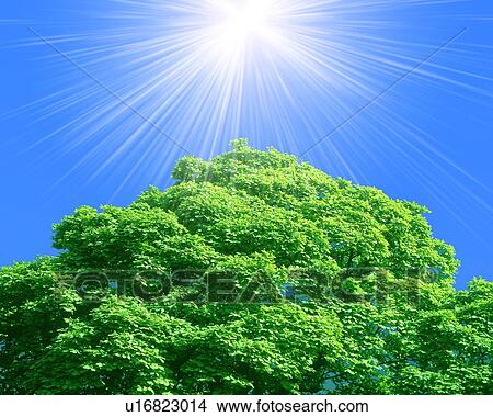 Sunbeam above tree View Large Photo Image Picture - Sunbeam above tree. Fotosearch