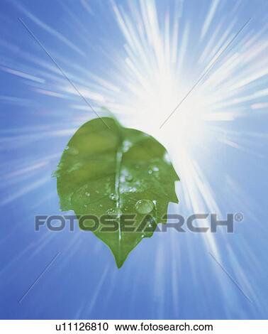 Sunbeams and dew covered leaf View Large Photo Image Stock Image - Sunbeams and dew covered leaf. Fotosearch
