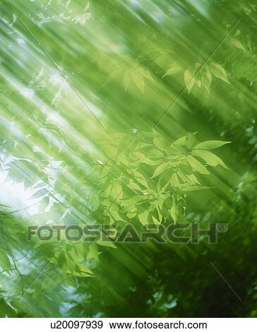 Stock Photo - Sunbeams shining on green leaves. Fotosearch