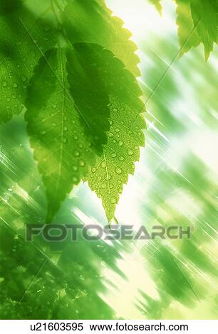 Stock Photography - Sunbeams shining on green leaves. Fotosearch