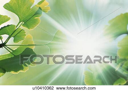 Stock Image - Sunbeams shining on leaves. Fotosearch