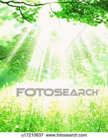 Sunbeams shining onto field through trees View Large Photo Image Stock Photo - Sunbeams shining onto field through trees. Fotosearch