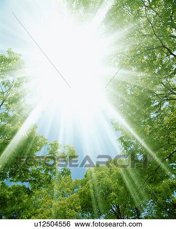 Stock Photograph - Sunbeams shining over forest. Fotosearch