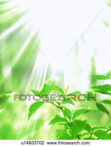 Sunbeams shining through branches of trees View Large Photo Image Stock Image - Sunbeams shining through branches of trees. Fotosearch