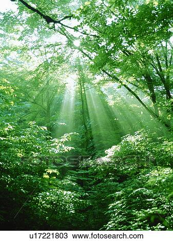 Sunbeams shining through branches of trees View Large Photo Image Stock Image - Sunbeams shining through branches of trees. Fotosearch