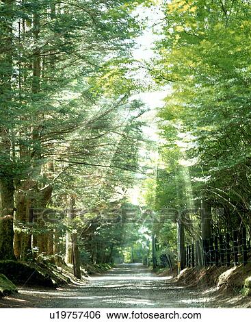 Stock Photograph - Sunbeams shining through branches of trees. Fotosearch