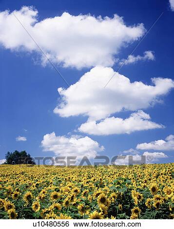 Sunflower Field and Blue Sky View Large Photo Image Stock Photograph - Sunflower Field and Blue Sky. Fotosearch