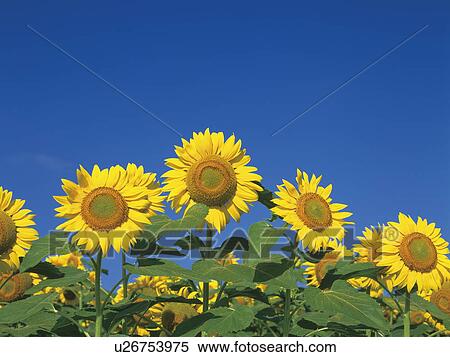 Stock Photography - Sunflower field, Hokkaido, Japan. Fotosearch