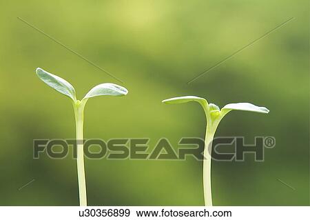 Stock Photo - Sunflower sprotus. Fotosearch