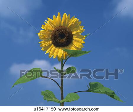 Sunflower View Large Photo Image Stock Image - Sunflower. Fotosearch