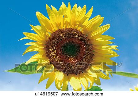 Stock Photo - Sunflower. Fotosearch