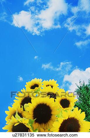 Sunflowers against a blue sky View Large Photo Image Stock Photography - Sunflowers against a blue sky. Fotosearch