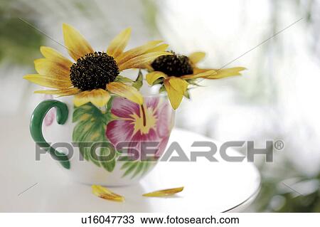 Stock Image - Sunflowers in a coffee cup. Fotosearch