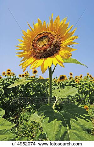 Picture - Sunflowers. Fotosearch