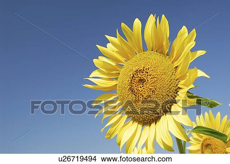Picture - Sunflowers. Fotosearch