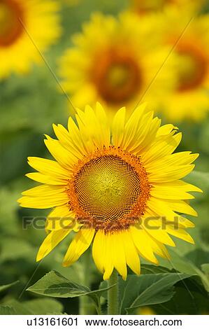 Sunflowers View Large Photo Image Stock Image - Sunflowers. Fotosearch